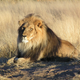 Illustration for article titled Everything about Lions!